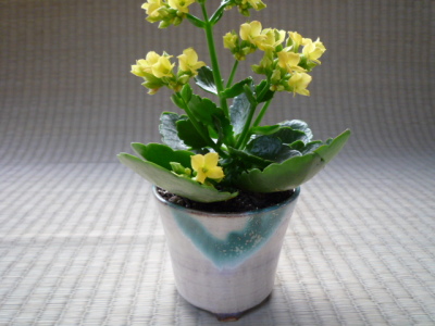 植木鉢の写真