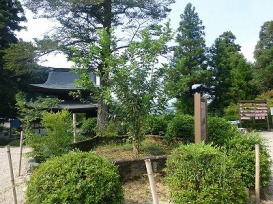 墨染の桜の画像